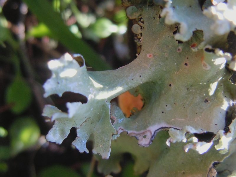 tra le dune di Porto Liscia ( Santa Teresa Gallura)